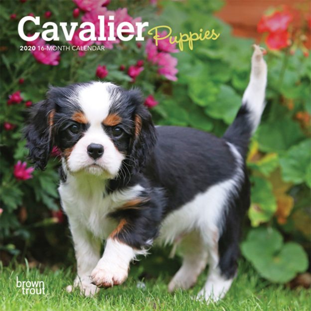 Cavalier King Charles Spaniel Puppies 2020 7 x 7 Inch Monthly Mini Wall Calendar, Animals Dog Breeds Puppies