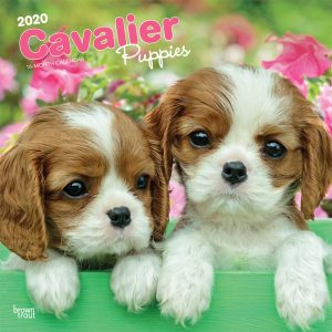 Cavalier King Charles Spaniel Puppies 2020 12 x 12 Inch Monthly Square Wall Calendar, Animals Dog Breeds Puppies