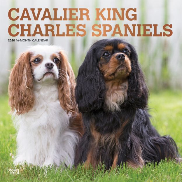 Cavalier King Charles Spaniels 2020 12 x 12 Inch Monthly Square Wall Calendar with Foil Stamped Cover, Animals Dog Breeds Puppies