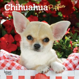 Chihuahua Puppies 2020 7 x 7 Inch Monthly Mini Wall Calendar, Animals Small Dog Breeds Puppies