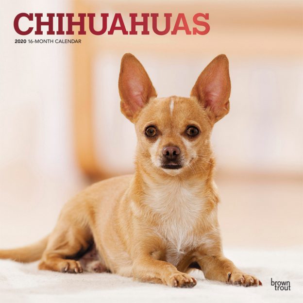 Chihuahuas 2020 12 x 12 Inch Monthly Square Wall Calendar with Foil Stamped Cover, Animals Small Dog Breeds Puppies