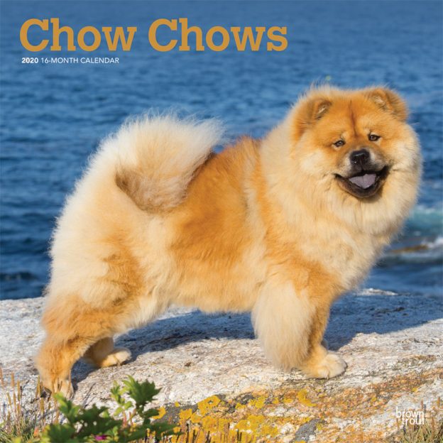 Chow Chows 2020 12 x 12 Inch Monthly Square Wall Calendar, Animals Dog Breeds