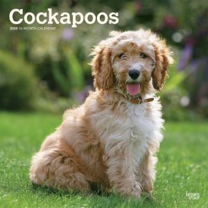 Cockapoos 2020 12 x 12 Inch Monthly Square Wall Calendar, Animals Mixed Dog Breeds