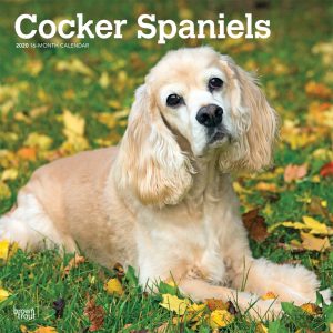 Cocker Spaniels 2020 12 x 12 Inch Monthly Square Wall Calendar, Animals Mixed Dog Breeds