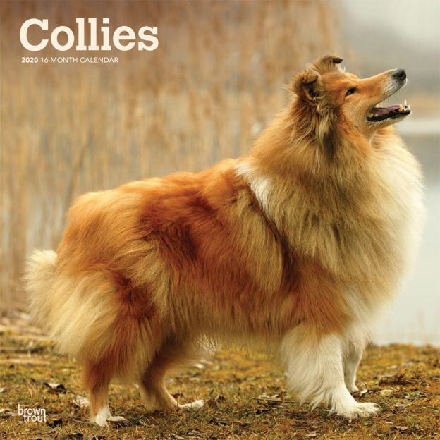 Collies 2020 12 x 12 Inch Monthly Square Wall Calendar, Animals Dog Breeds Collies