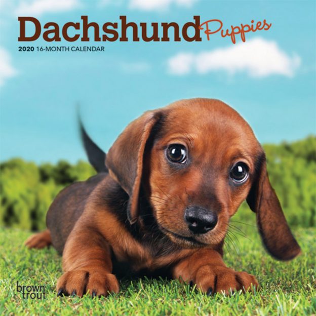 Dachshund Puppies 2020 7 x 7 Inch Monthly Mini Wall Calendar, Animals Dog Breeds Puppies