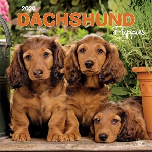Dachshund Puppies 2020 12 x 12 Inch Monthly Square Wall Calendar, Animals Dog Breeds Puppies