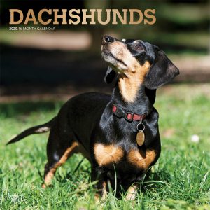 Dachshunds 2020 12 x 12 Inch Monthly Square Wall Calendar with Foil Stamped Cover, Animals Dog Breeds