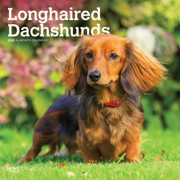 Longhaired Dachshunds 2020 12 x 12 Inch Monthly Square Wall Calendar, Animals Dog Breeds