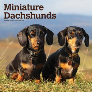 Miniature Dachshunds 2020 12 x 12 Inch Monthly Square Wall Calendar, Animals Small Dog Breeds