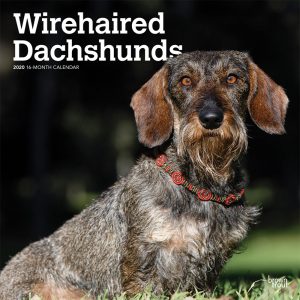 Wirehaired Dachshunds 2020 12 x 12 Inch Monthly Square Wall Calendar, Animals Dog Breeds