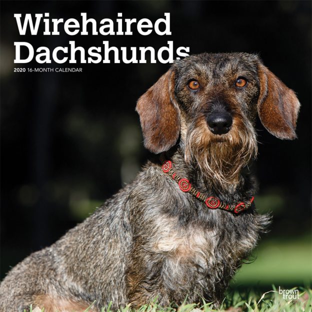 Wirehaired Dachshunds 2020 12 x 12 Inch Monthly Square Wall Calendar, Animals Dog Breeds