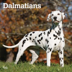 Dalmatians 2020 12 x 12 Inch Monthly Square Wall Calendar, American Dog Breeds