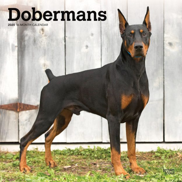 Dobermans 2020 12 x 12 Inch Monthly Square Wall Calendar, Animals Dog Breeds