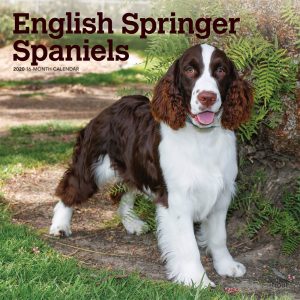 English Springer Spaniels 2020 12 x 12 Inch Square Wall Calendar, Animals Dog Breeds