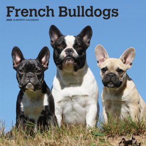 French Bulldogs 2020 12 x 12 Inch Monthly Square Wall Calendar, Animals Dog Breeds French