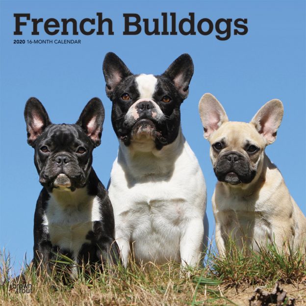 French Bulldogs 2020 12 x 12 Inch Monthly Square Wall Calendar, Animals Dog Breeds French