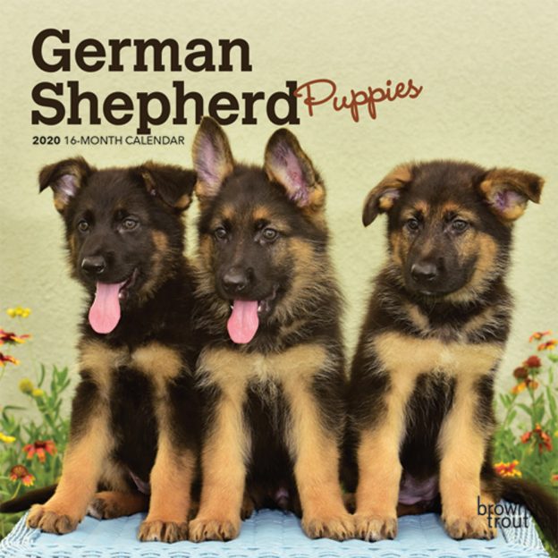 German Shepherd Puppies 2020 7 x 7 Inch Monthly Mini Wall Calendar, Animals Dog Breeds Puppies