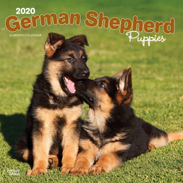 German Shepherd Puppies 2020 12 x 12 Inch Monthly Square Wall Calendar, Animals Dog Breeds Puppies