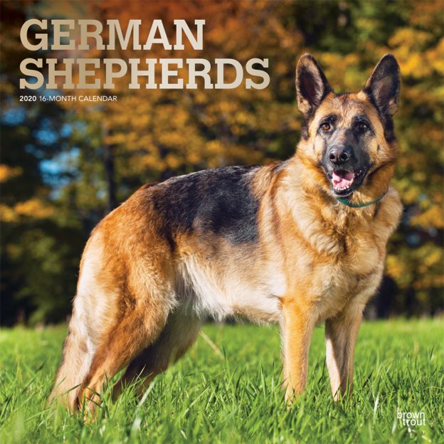 German Shepherds 2020 12 x 12 Inch Monthly Square Wall Calendar with Foil Stamped Cover, Animals Dog Breeds