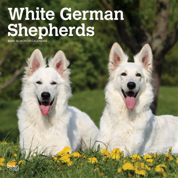 White German Shepherds 2020 12 x 12 Inch Monthly Square Wall Calendar, Animals Dog Breeds
