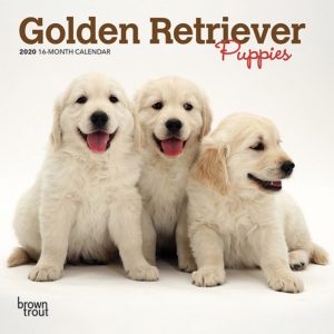Golden Retriever Puppies 2020 7 x 7 Inch Monthly Mini Wall Calendar, Animals Dog Breeds Puppies