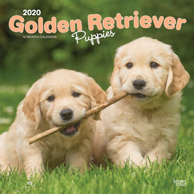 Golden Retriever Puppies 2020 12 x 12 Inch Monthly Square Wall Calendar, Animals Dog Breeds Golden Puppies