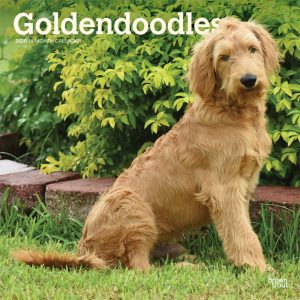 Goldendoodles 2020 12 x 12 Inch Monthly Square Wall Calendar, Animals Mixed Dog Breeds