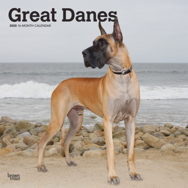 Great Danes 2020 12 x 12 Inch Monthly Square Wall Calendar, Animals Dog Breeds