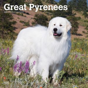 Great Pyrenees 2020 12 x 12 Inch Monthly Square Wall Calendar, Animals Dog Breeds