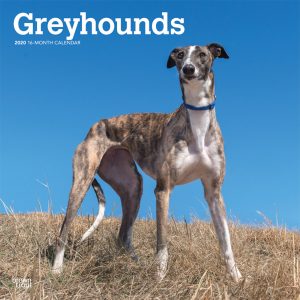 Greyhounds 2020 12 x 12 Inch Monthly Square Wall Calendar, Animals Dog Breeds