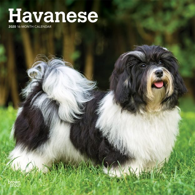 Havanese 2020 12 x 12 Inch Monthly Square Wall Calendar, Animals Small Dog Breeds