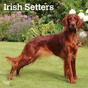 Irish Setters 2020 12 x 12 Inch Monthly Square Wall Calendar, Animals Irish Dog Breeds
