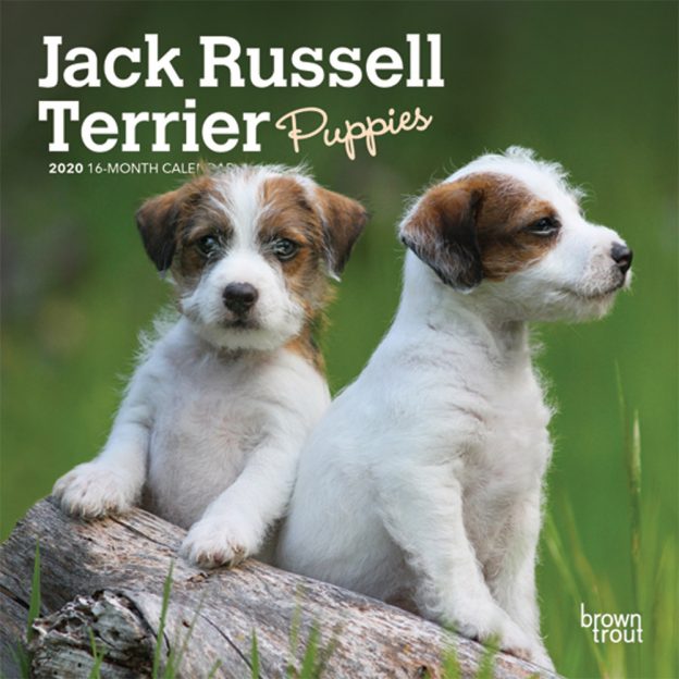 Jack Russell Terrier Puppies 2020 7 x 7 Inch Monthly Mini Wall Calendar, Animals Dog Breeds Terriers