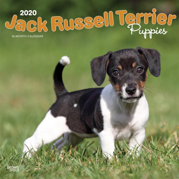 Jack Russell Terrier Puppies 2020 12 x 12 Inch Monthly Square Wall Calendar, Animals Dog Breeds Terriers