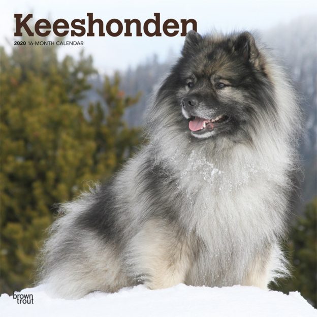 Keeshonden 2020 12 x 12 Inch Monthly Square Wall Calendar, Animals Dog Breeds