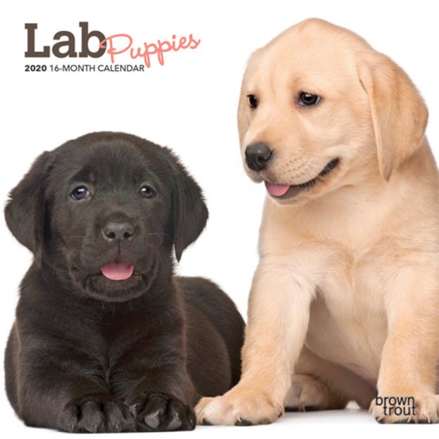 Lab Puppies 2020 7 x 7 Inch Monthly Mini Wall Calendar, Animals Dog Breeds Puppies