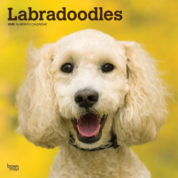 Labradoodles 2020 12 x 12 Inch Monthly Square Wall Calendar, Animals Mixed Dog Breeds