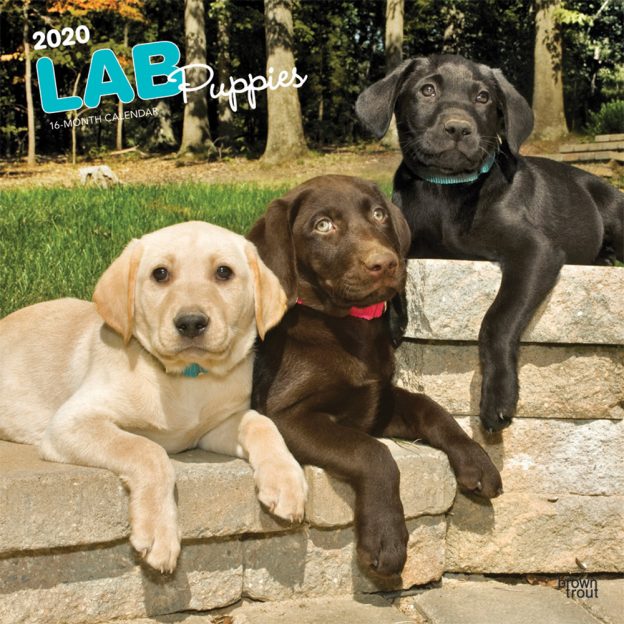 Lab Puppies 2020 12 x 12 Inch Monthly Square Wall Calendar, Animals Dog Breeds Retriever Puppies