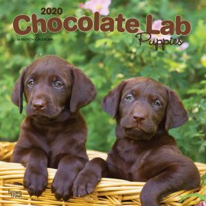 Chocolate Labrador Retriever Puppies 2020 12 x 12 Inch Monthly Square Wall Calendar, Animals Dog Breeds Retriever Puppies