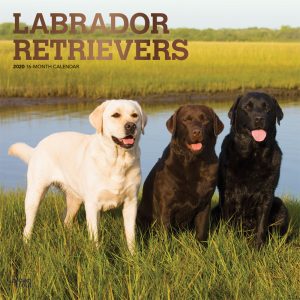 Labrador Retrievers 2020 12 x 12 Inch Monthly Square Wall Calendar with Foil Stamped Cover, Animals Dog Breeds Retriever