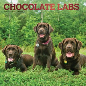 Chocolate Labrador Retrievers 2020 12 x 12 Inch Monthly Square Wall Calendar with Foil Stamped Cover, Animals Dog Breeds Retriever