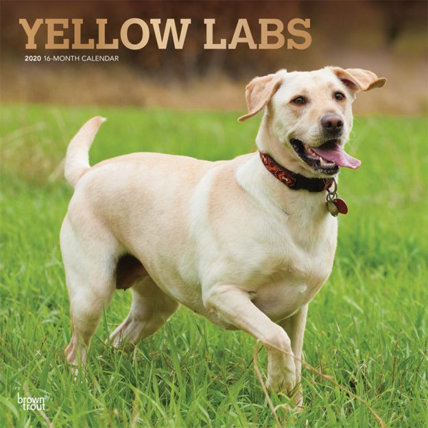 Yellow Labrador Retrievers 2020 12 x 12 Inch Monthly Square Wall Calendar with Foil Stamped Cover, Animals Dog Breeds Retriever