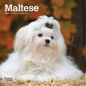 Maltese 2020 7 x 7 Inch Monthly Mini Wall Calendar, Animals Small Dog Breeds