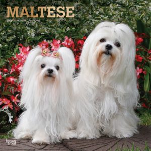 Maltese 2020 12 x 12 Inch Monthly Square Wall Calendar with Foil Stamped Cover, Animals Small Dog Breeds