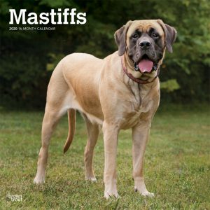 Mastiffs 2020 12 x 12 Inch Monthly Square Wall Calendar, Animals Dog Breeds