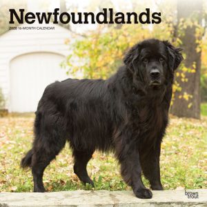 Newfoundlands 2020 12 x 12 Inch Monthly Square Wall Calendar, Animals Dog Breeds