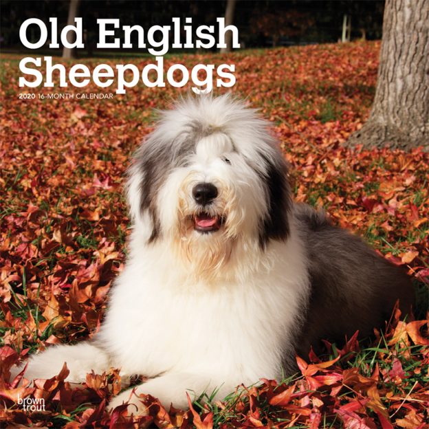 Old English Sheepdogs 2020 12 x 12 Inch Monthly Square Wall Calendar, Animals Dog Breeds