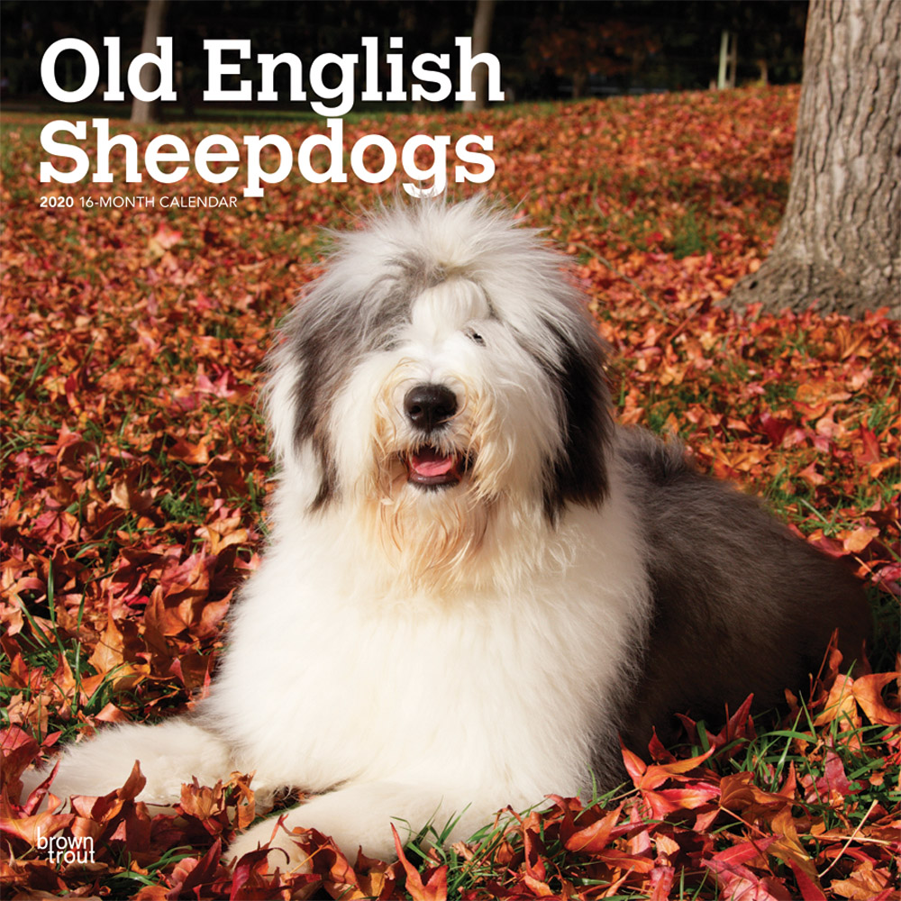 Old English Sheepdog Calendar 2025