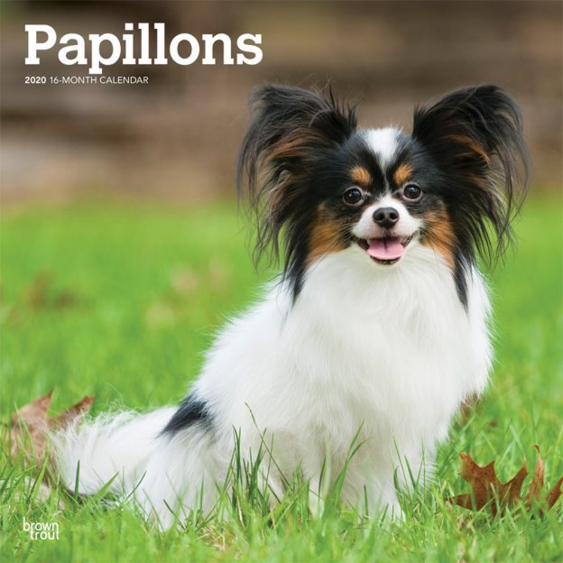 Papillons 2020 12 x 12 Inch Monthly Square Wall Calendar, Animals French Dog Breeds